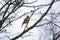 Curious Ruby-Crowned Kinglet