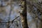 Curious Ruby-Crowned Kinglet