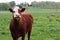 Curious rust brown cow with whit and red face looking at the camera outside