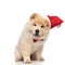 Curious santa chow chow with bowtie sits and looks down