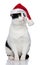 Curious santa metis cat looks up to side while sitting