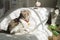 Curious scottish cat sitting on blanket on bed. Beautiful domestic grey cat with yellow eyes wear red collar with bell looking