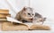 Curious scottish fold cat resting near stack of books