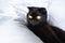 Curious Scottish fold kitten looking out from the window. Beautiful dark color cat with yellow eyes sleeping in white bed sheets