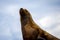 Curious sea lion perched atop a jagged rock, gazing up at the expansive blue sky