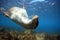 Curious sea lion underwater