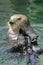 Curious Sea Otter