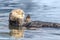 Curious Sea Otter Enhydra lutris floating in Santa Cruz Harbor.