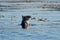 Curious sea otter pokes it head up in a kelp bed in the early morning light of summer