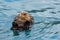 Curious Sea Otter- whatchig and relaxing, Alaska