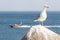 Curious Seagull and boat