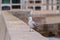 Curious seagull on a harbor wall mallorca