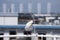 This curious seagull is hitching a free ride on the ferry.