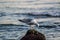 Curious seagull sitting on a cliff in the sea, waves in the sea, bird on the beach, outdoors