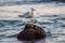 Curious seagull sitting on a cliff in the sea, waves in the sea, bird on the beach, outdoors