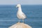 Curious Seagull on stone