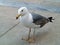 Curious Seagull on Tile