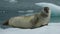 Curious seal
