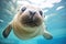 curious seal approaching underwater camera