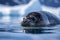 Curious Seal on Ice Floe in Antarctica