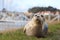 Curious seal laying on the grass