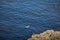 curious seals approaching the coast of Saltee Island. Wexford. Ireland