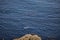 curious seals approaching the coast of Saltee Island. Wexford. Ireland