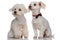 Curious seated bichon couple looking to side