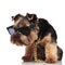 Curious seated yorkie wearing sunglasses looks down to side