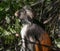 Curious shaggy ape on a tree in Jozani Chwaka Bay National Park