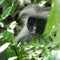 Curious shaggy ape on a tree in Jozani Chwaka Bay National Park