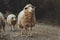 Curious shaggy sheep walking on gravel path