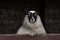 Curious sheep with black and white colored head and lavish wool