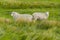 Curious sheep in a farm.