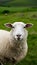 Curious sheep gazes at camera amidst lush green field backdrop