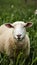 Curious sheep gazing directly at the camera amidst lush field