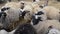 Curious sheep looking at camera and waiting for food. Herds Of Sheep and lambs on the farm. Sheep eating hey on the pasture near s