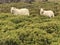 Curious sheep - mum and lamb