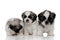 Curious Shih Tzu cubs being protected by their confident sibling