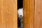 Curious and shy dog hiding behind the wood door