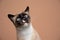 curious siamese cat with blue eyes looking up on fawn colored background