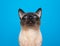 curious siamese cat portrait with blue eyes looking up on blue background