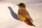 Curious Siberian jay in snow on a beautiful sunny winter day