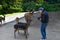 Curious sika deers and photographer