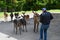 Curious sika deers and photographer