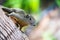 Curious Slender squirrel sitting on a tree, Malaysia.