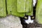 Curious small cat with green eyes looking peeping through a crack in a broken cracked wooden door