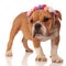 Curious small english bulldog with flowers headband looks to sid