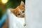 Curious small kitten peeking out from white wall