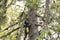 Curious small predator, the European pine marten, Martes martes